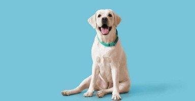 تفسير حلم كلب ابيض صغير: رمز للنقاء أم دلالة خفية؟ kdhnrgzbwih79 article.jpg667d64fb23b88 - تفسير حلم كلب ابيض صغير: رمز للنقاء أم دلالة خفية؟