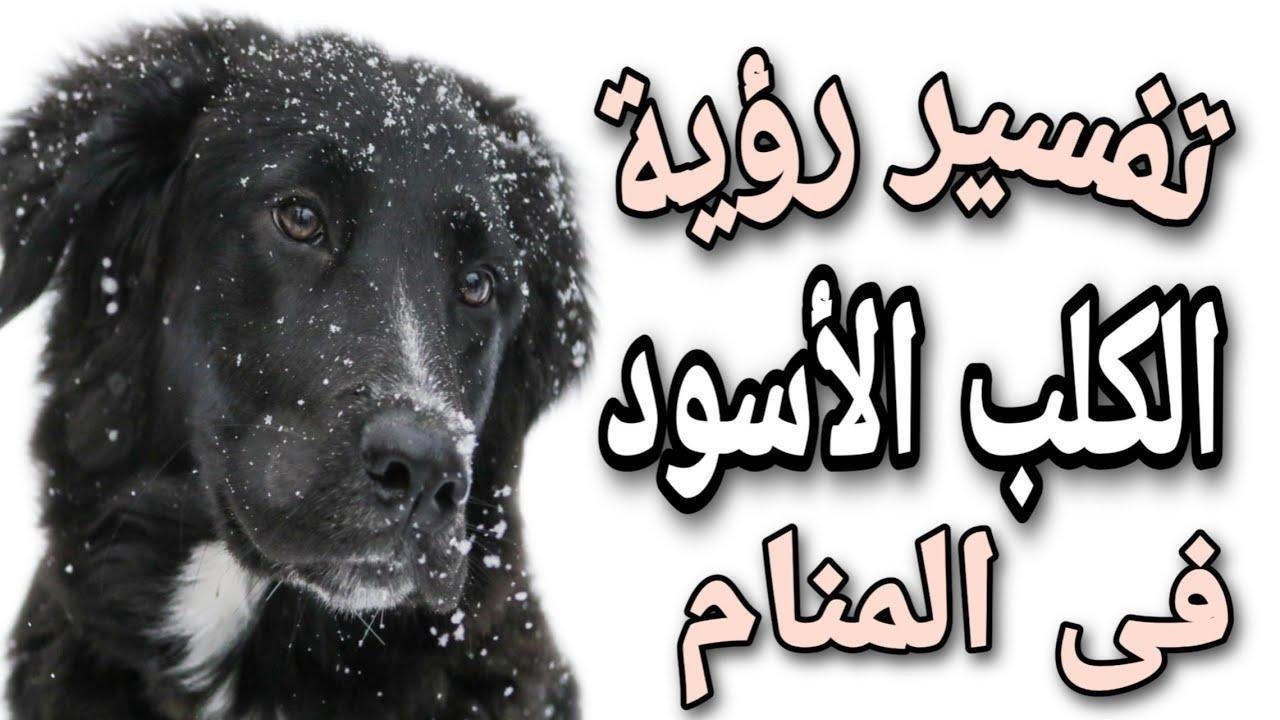 maxresdefault.jpg6655e9b142718.jpg688f1e0139aeb - تفسير حلم كلاب سوداء: رموز خفية تكشفها الأحلام