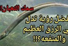 تفسير حلم خروج ثعبان من اليد اليمنى: رموز خفية؟ maxresdefault.jpg666476f2eb210 220x150 - تفسير حلم خروج ثعبان من اليد اليمنى: رموز خفية؟