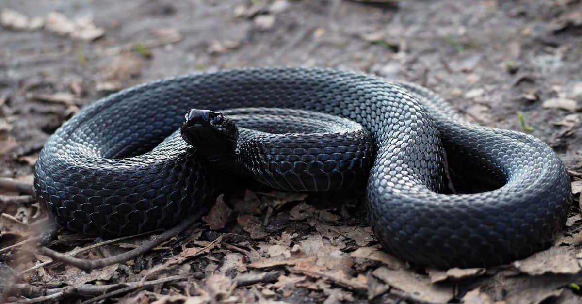 mwcxjsnthum29 article.jpg6662eee0d41cb - تفسير حلم ثعبان في غرفة نوم مطلقة: ماذا يعني؟