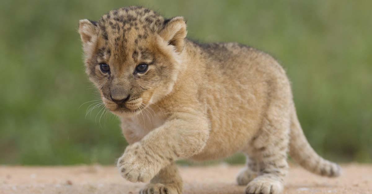 myqvpmjighz49 article - هجوم الأسد الصغير في منام العزباء: ماذا يعني؟