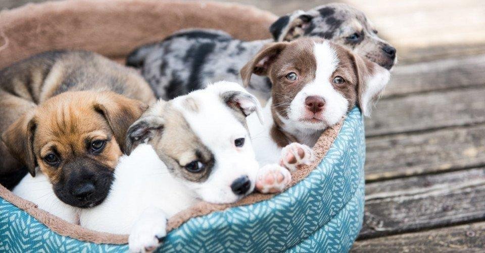 nrahkbzkbyx13 article.jpg66598943015ee - تفسير حلم ولادة كلاب: رموز خفية تكشفها النفس