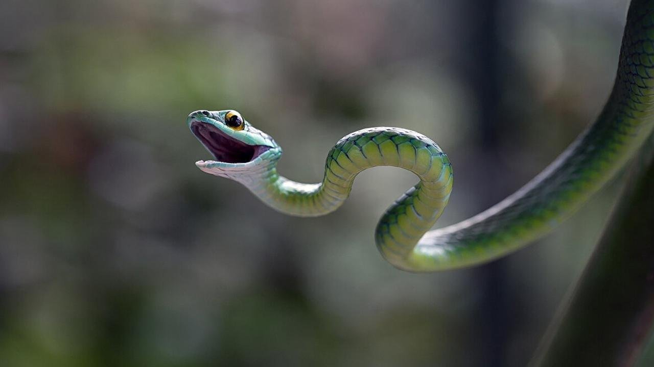 photo article principal P copy 1 - تفسير حلم ثعبان صغير رمادي للمتزوجة: رموز خفية؟