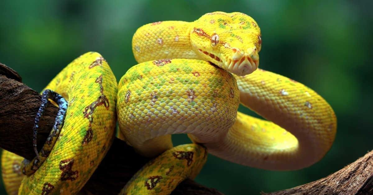 qhejxowbhhl93 article.jpg67b3b08438c60 - تفسير حلم قطع رأس أفعى خضراء: رمزية الانتصار والتجدد