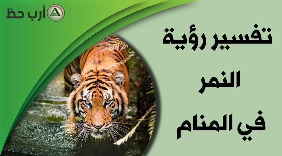 تفسير حلم نمر يأكل قطّة: رمز الخوف والسيطرة؟ tiger in dream - تفسير حلم نمر يأكل قطّة: رمز الخوف والسيطرة؟