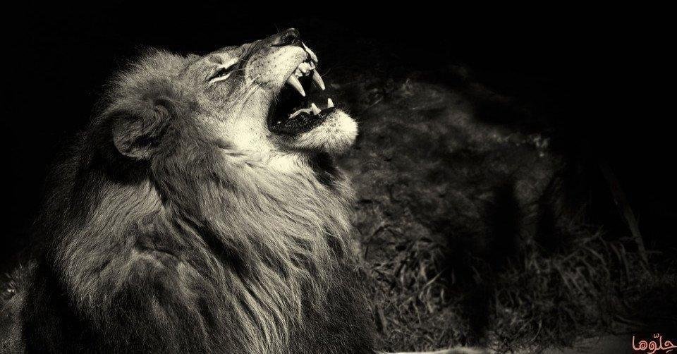 معركة الأحلام: ماذا يعني شجارك مع الأسد؟ zzmnghmugae43 article.jpg66394c0f58a32 - معركة الأحلام: ماذا يعني شجارك مع الأسد؟